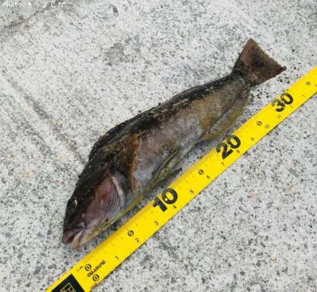 �����ʥ�