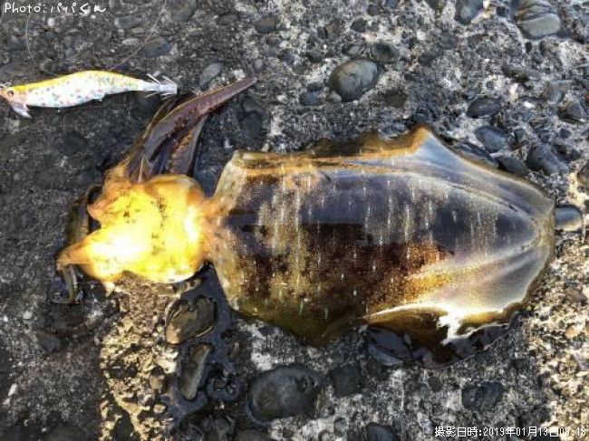 �����ꥤ��