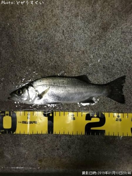 �����Х��ʥҥ饻������