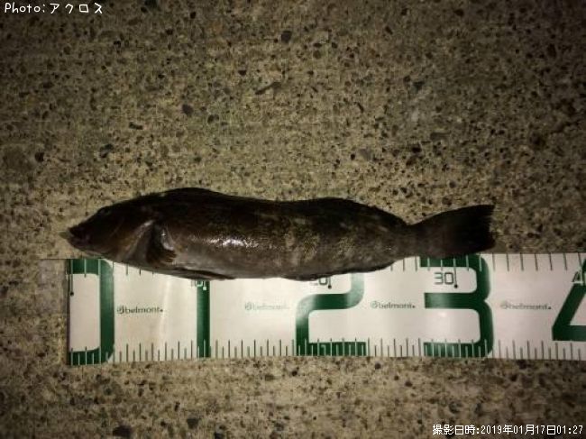 �����ʥ�