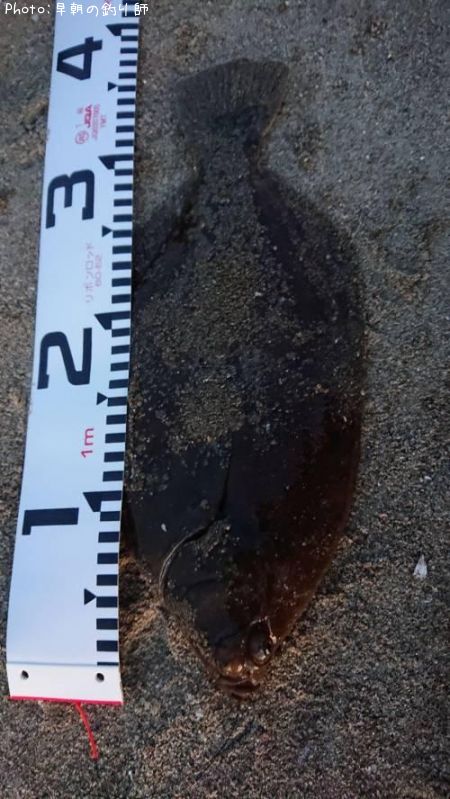 �ޥ����쥤