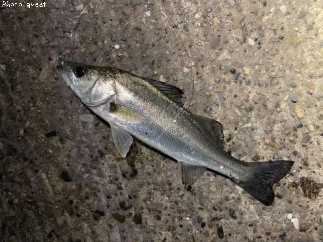 �����Х�