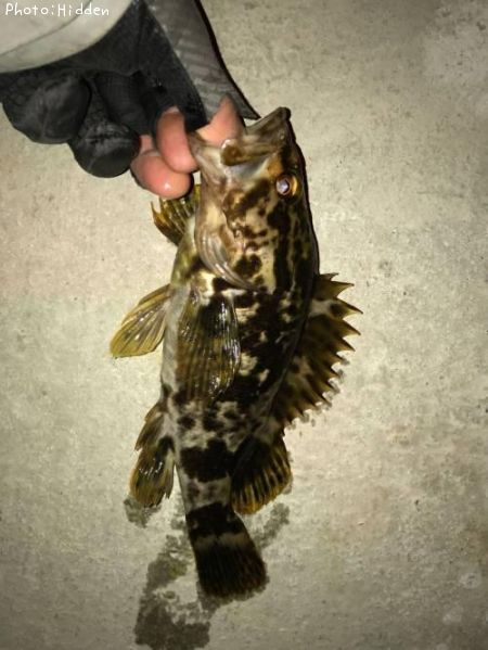 �٥å�������