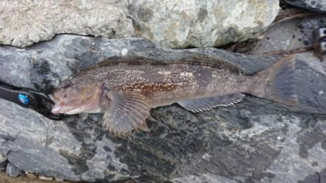 �����ʥ�