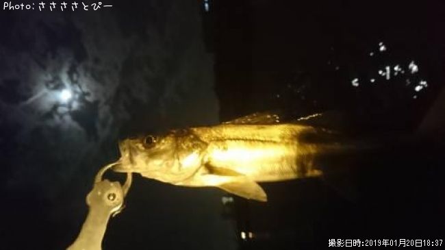 �����Х�