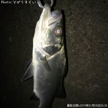 �����Х��ʥҥ饻������