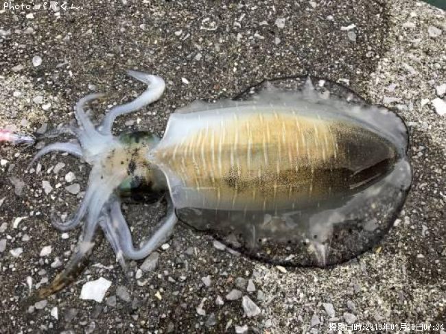 �����ꥤ��