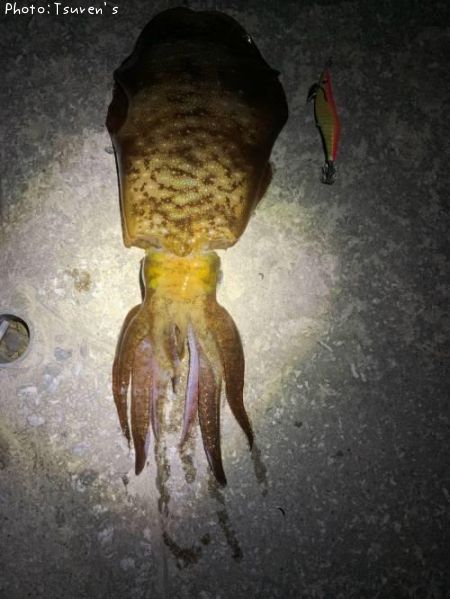 �����ꥤ��