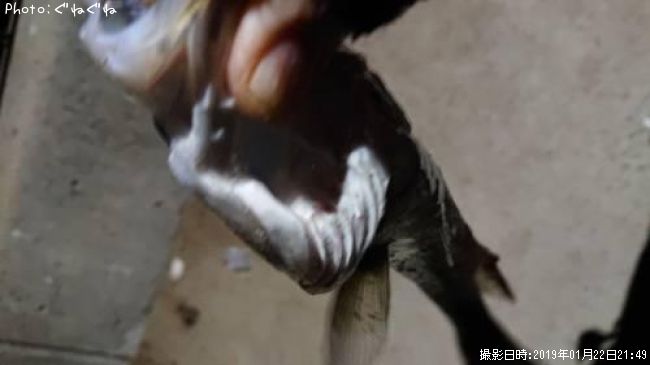 �����Х�