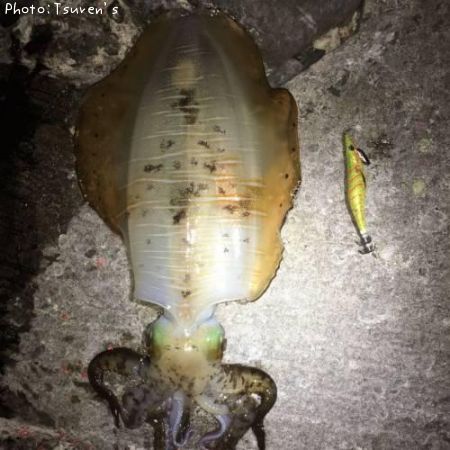 �����ꥤ��