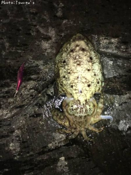 ���֥���