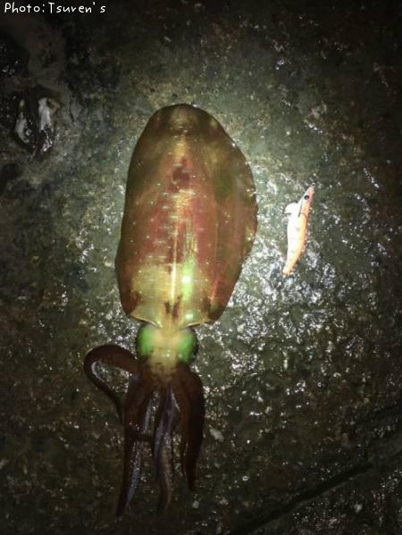 �����ꥤ��