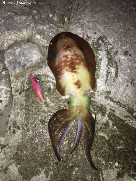 �����ꥤ��