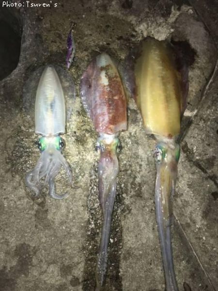 �����ꥤ��