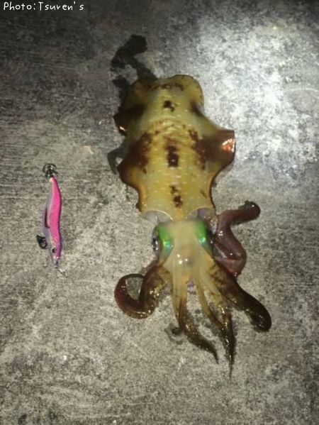 �����ꥤ��