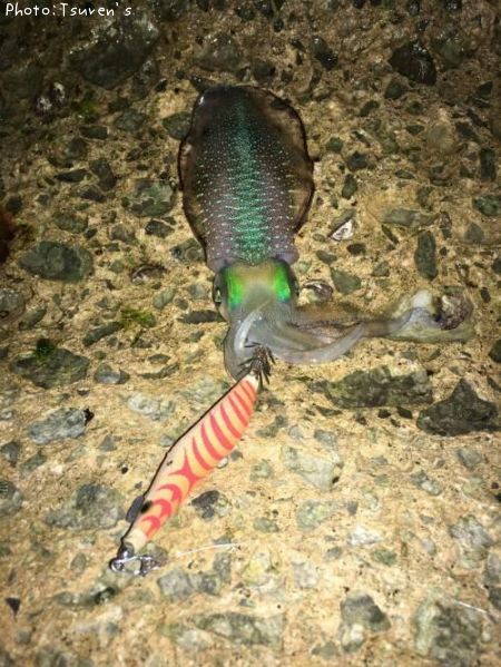 �����ꥤ��