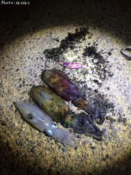 �����ꥤ��