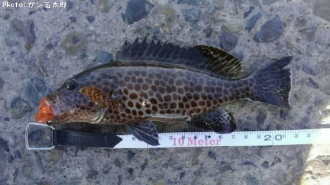 �������ϥ�