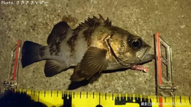 ��Х�������Х�