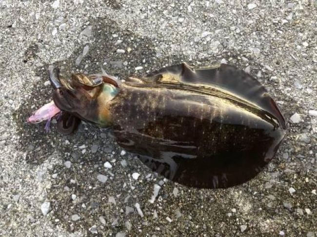 �����ꥤ��