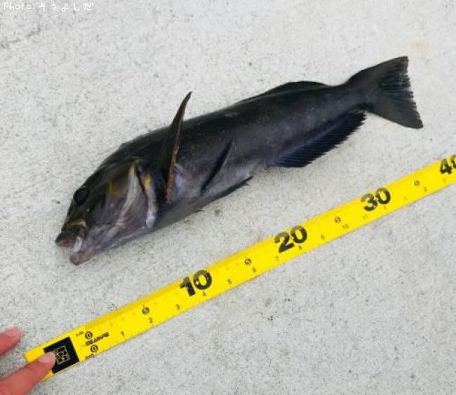 �����ʥ�