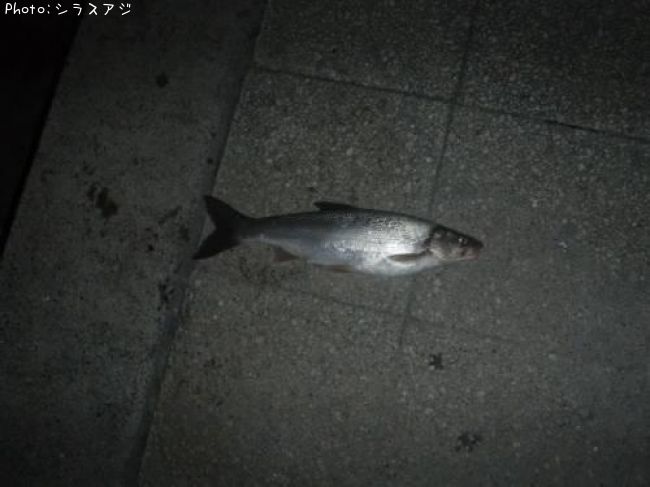 �ޥ륿������