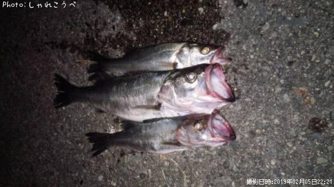 �����Х�