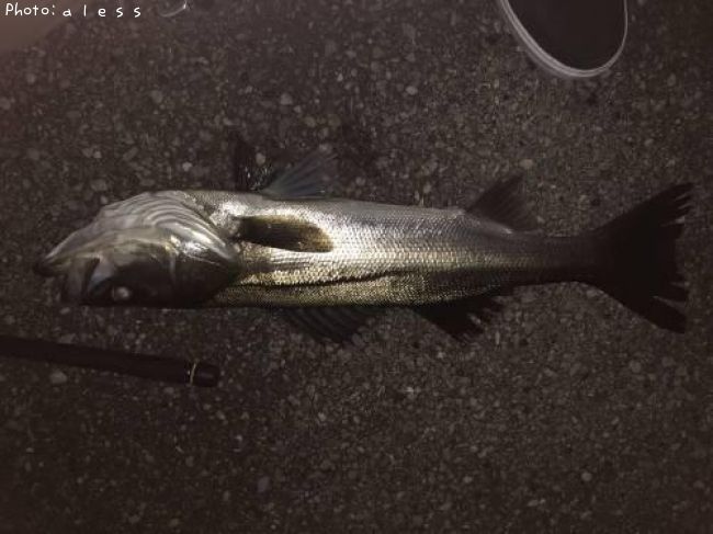 �����Х�