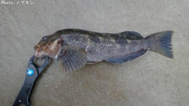 �����ʥ�