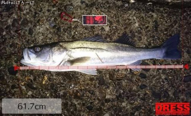 �����Х�