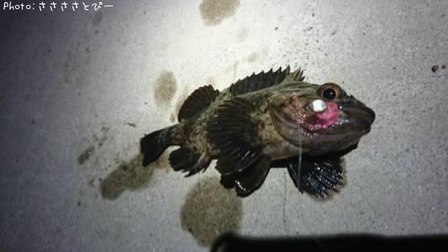 ��������Х�