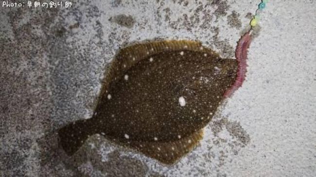 �������쥤