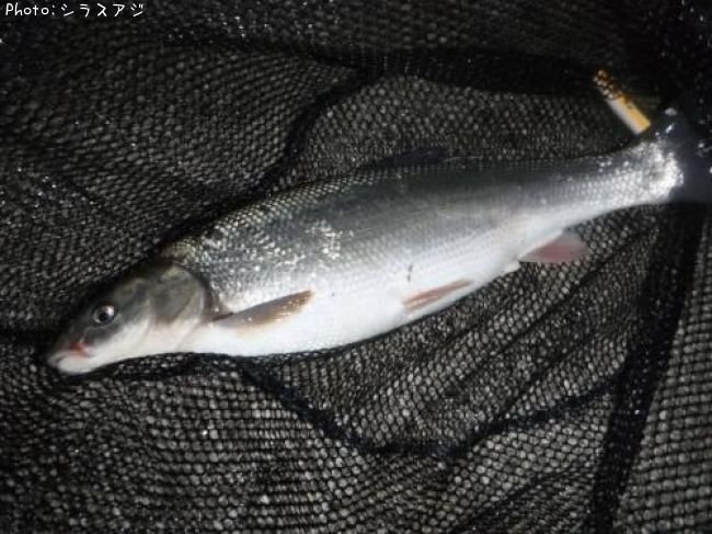 �ޥ륿������