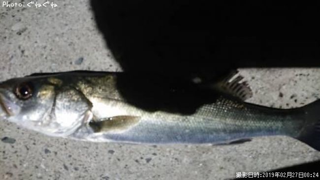 �����Х�