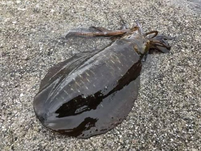 �����ꥤ��