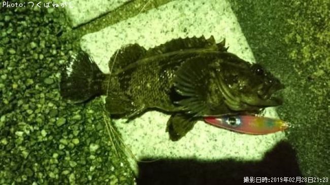 ��饽��