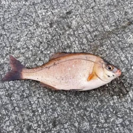 ���ߥ��ʥ�