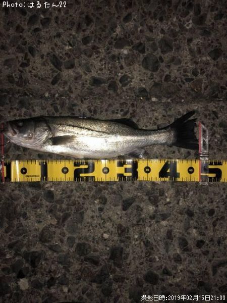 �����Х�