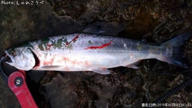 ����ޥ�ʳ��ˡ���ʿ�ܡʥ����