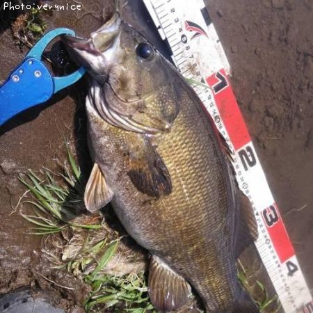 ���⡼��ޥ����Х�