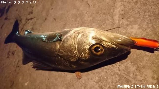 �����Х�