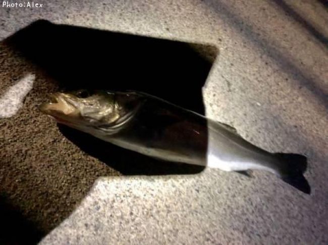 �����Х�