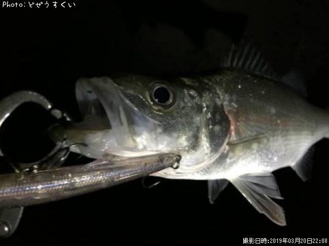 �����Х��ʥҥ饻������