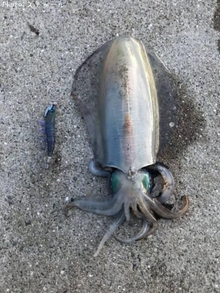 �����ꥤ��