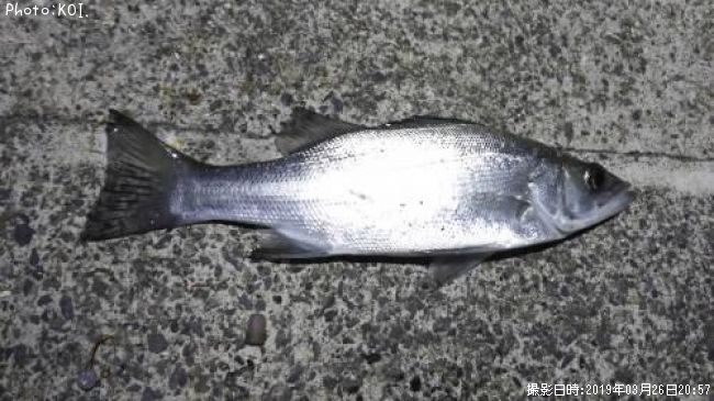 �����Х�