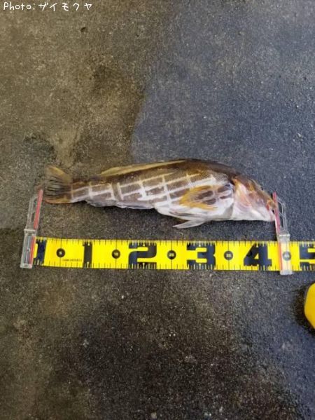 �����ʥ�