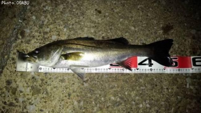 �����Х�