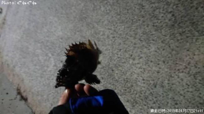 �����ϤΤʤˤ���