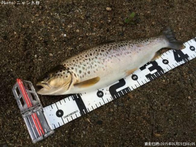 �֥饦��ȥ饦��