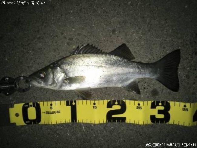 �����Х��ʥҥ饻������